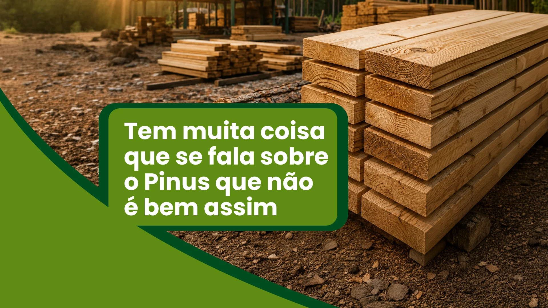 Madeira de Pinus: o que é mito e o que realmente importa para a indústria?